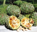 Bunya nut