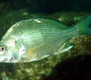 Bream