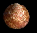 Dog cockle
