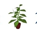 Herbs