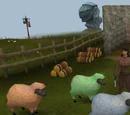 Sheep Herder