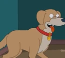 Bongo (dog)