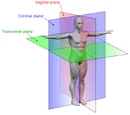 Speculative biomechanics
