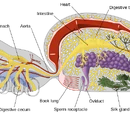 Development of intelligence