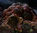 Horta