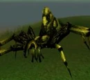Hermit Spider