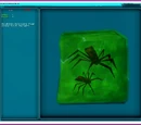 Spider Pheromone