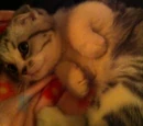 Meredith