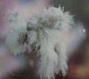 Rabbidog