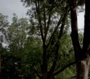 Pastor's Ranch