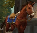 Chestnut Mare