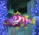 Grouper