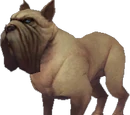 Mastiff