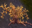 Goldthorn