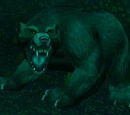 Great Bear Spirit