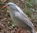Kagu (family)