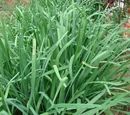 Garlic chives