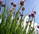 Chives