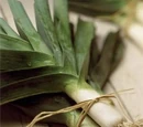 Leek