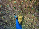 400px-Pfau imponierend.jpg
