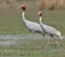 Crane
