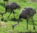 Rheidae