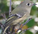 Regulidae