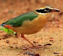 Pitta