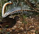 Lyrebird