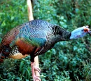 Phasianidae