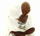 Dasyornithidae