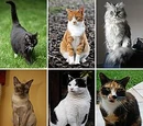 Gato Doméstico