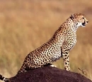 Guepardo