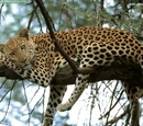 Leopardo