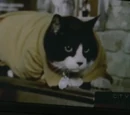 Unnamed Cat