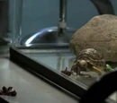 Unnamed Turtle
