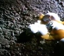 Eggbert