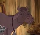Abigail the Cow