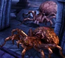 Codex entry: Giant Spider