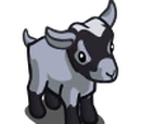 Miniature Goat