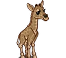 Baby Giraffe