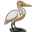 Cattle Egret
