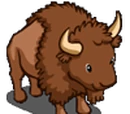 Buffalo