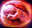 Third Child