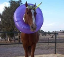 Trigger, the equine Sysop