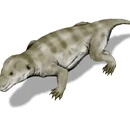 Evolution of mammals