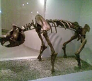 Zygomaturidae