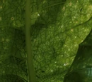Potato virus Y