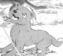 Koji
