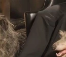 Lucius Malfoy's dogs